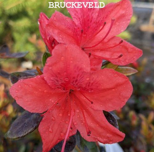 Azalea japonica  'Radja'