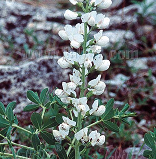 Baptisia australis 'Alba'
