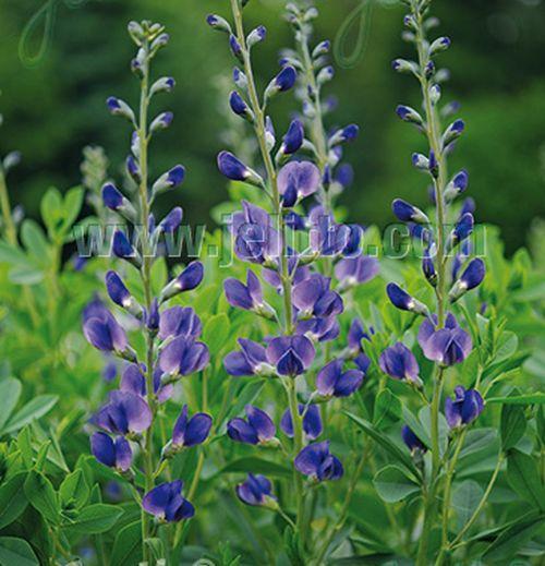 Baptisia australis