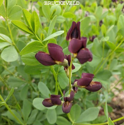 Baptisia australis 'Dutch Chocolate'