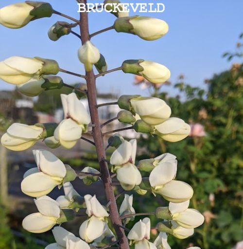 Baptisia leucantha