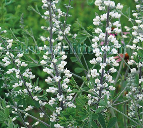 Baptisia alba (pendula)