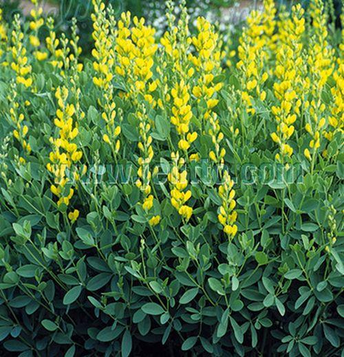 Baptisia sphaerocarpa