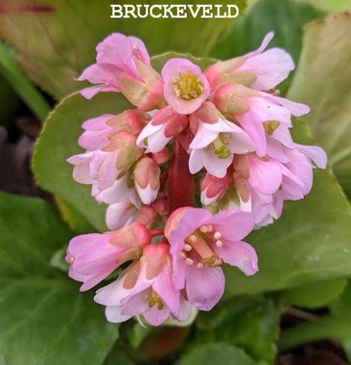 Bergenia 'Baby Doll'