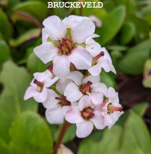Bergenia 'Bressingham White'