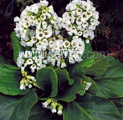 Bergenia cordifolia 'Snowtime'