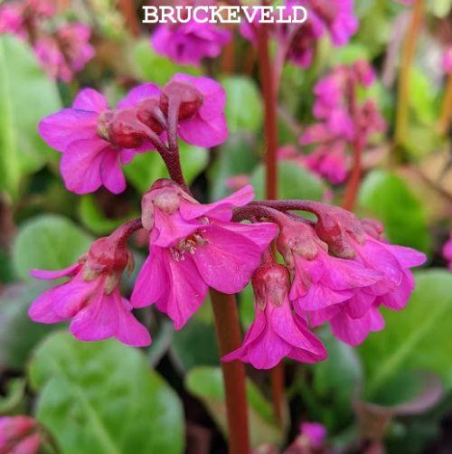 Bergenia cordifolia 'Eroica' (Ouverture)