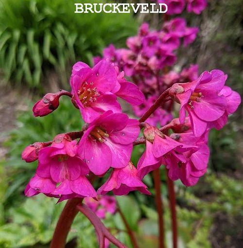 Bergenia 'Flirt'®