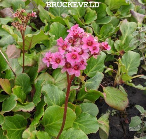 Bergenia 'Morgenröte'