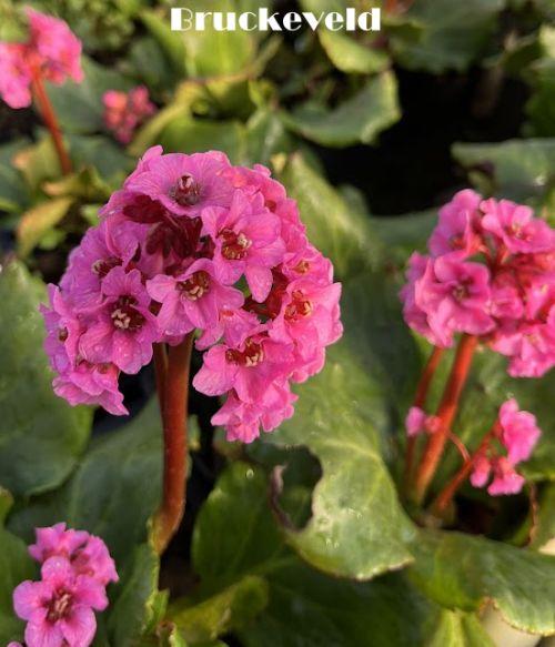 Bergenia 'Morgenröte'