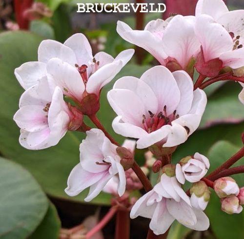 Bergenia 'Silberlicht'