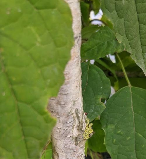 Betula utilis 'Doorenbos' (jacquemontii)