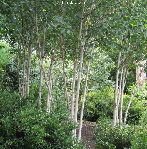 Betula utilis 'Doorenbos' (jacquemontii)