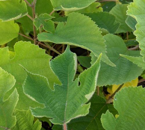 Broussonetia papyrifera