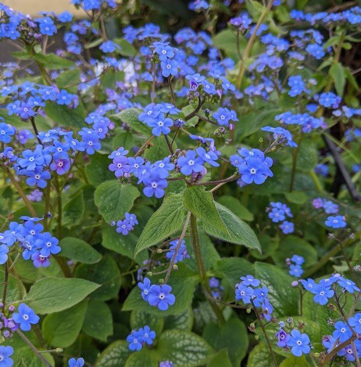Brunnera macrophylla