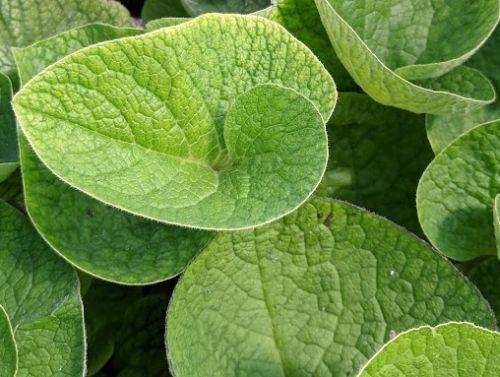 Brunnera macrophylla