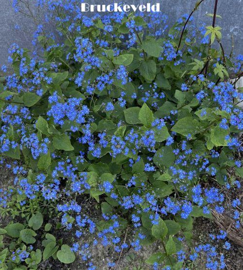 Brunnera macrophylla