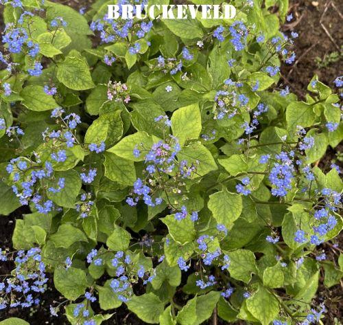 Brunnera macrophylla