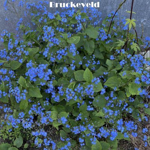 Brunnera macrophylla