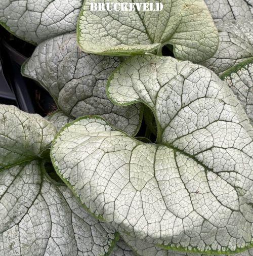 Brunnera macrophylla 'Silver Heart'