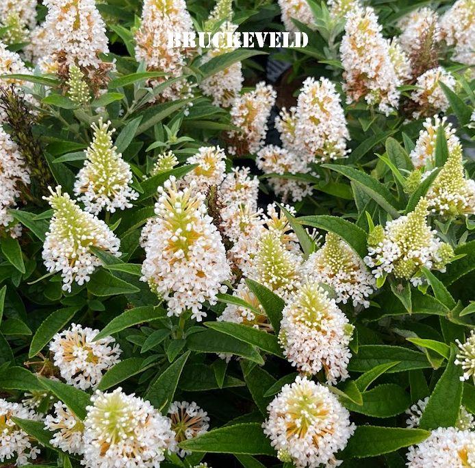 Buddleja dav. 'B.C. Little White''