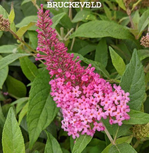 Buddleja dav. 'B.C. Little Pink''