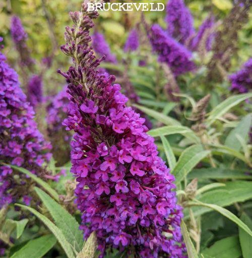 Buddleja dav. 'B.C. Little Purple''