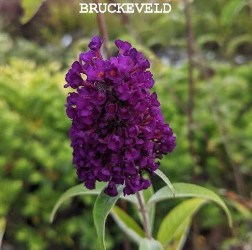 Buddleja dav. 'Black Knight'