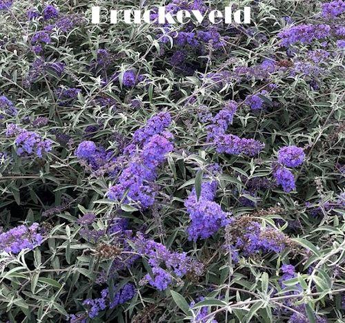 Buddleja dav. 'Nanho Blue'