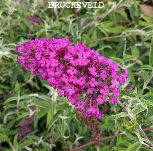 Buddleja dav. 'Nanho Purple'