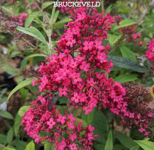 Buddleja dav. 'Prince Charming'