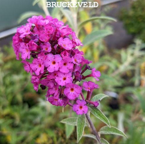 Buddleja dav. 'Royal Red'