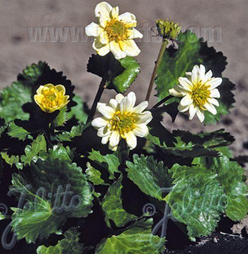 Caltha palustris var. alba