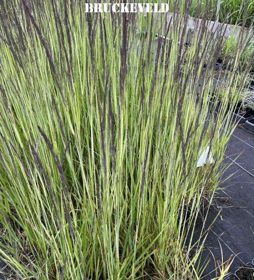 Calamagrostis x acu. 'Avalanche'