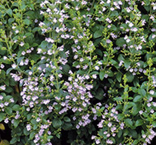 Calamintha nepeta 'Blue Cloud'