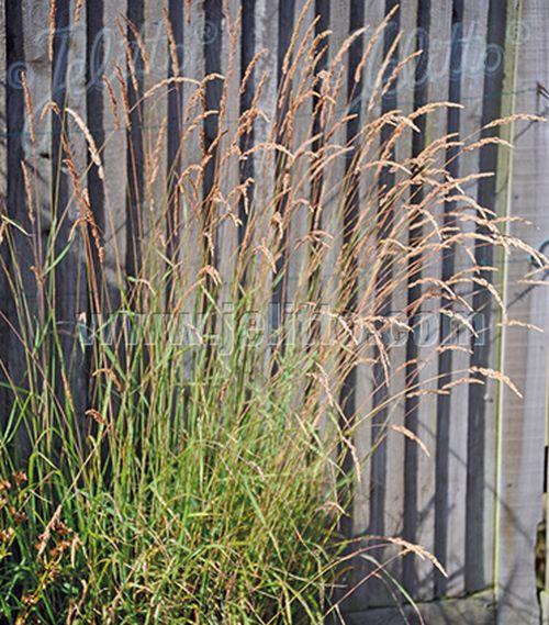 Calamagrostis canadensis