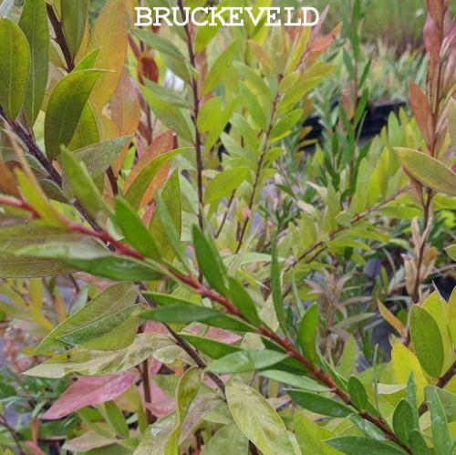 Callistemon citrinus