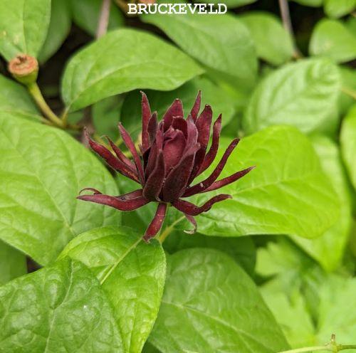 Calycanthus floridus