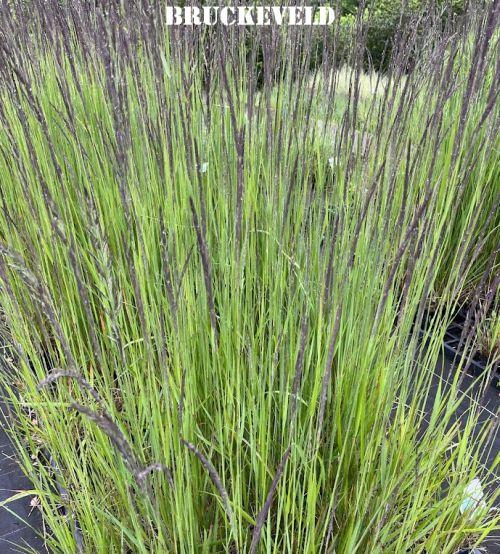 Calamagrostis x acu. 'Karl Foerster'