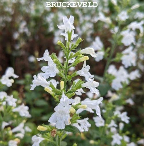 Calamintha nepeta 'Marvelette White '