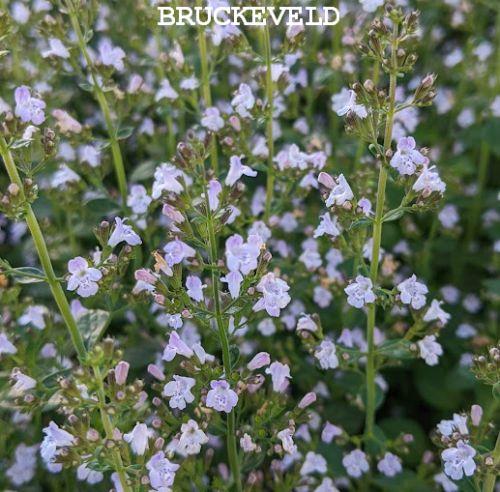 Calamintha nepeta ssp nepeta