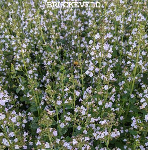 Calamintha nepeta ssp nepeta