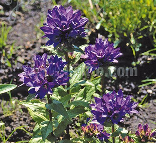 Campanula glomerata 'Acaulis'