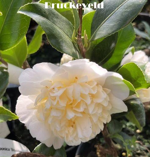 Camellia japonica 'Brushfield Yellow'