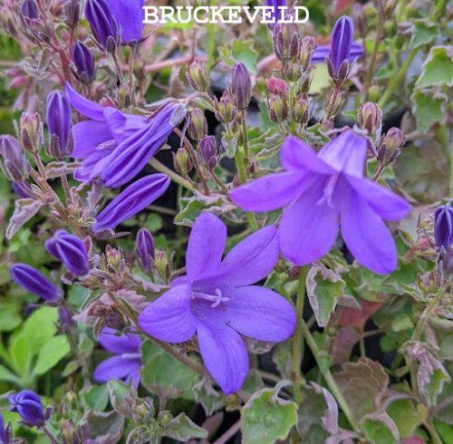 Campanula por. 'Catharina'