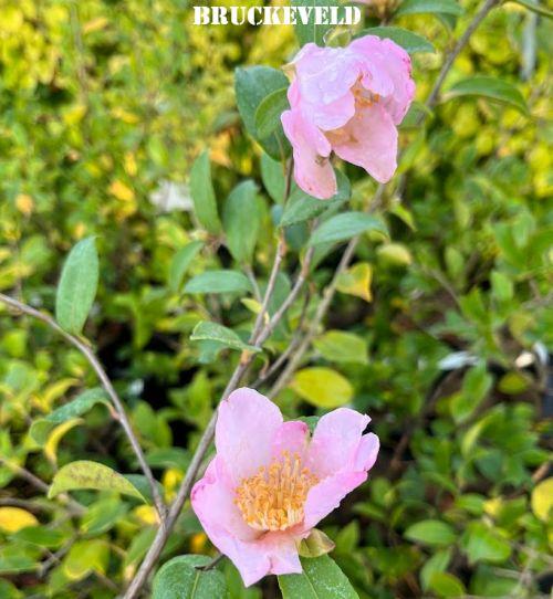 Camellia sasanqua 'Cleopatra'
