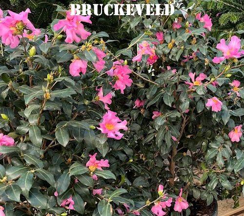 Camellia sasanqua 'Cleopatra'