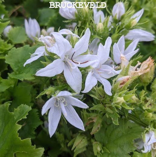 Campanula pos. 'E.H. Frost'