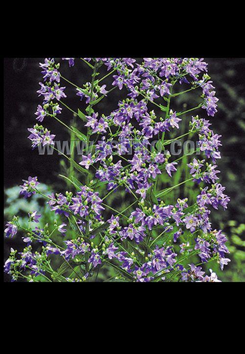 Campanula lactiflora