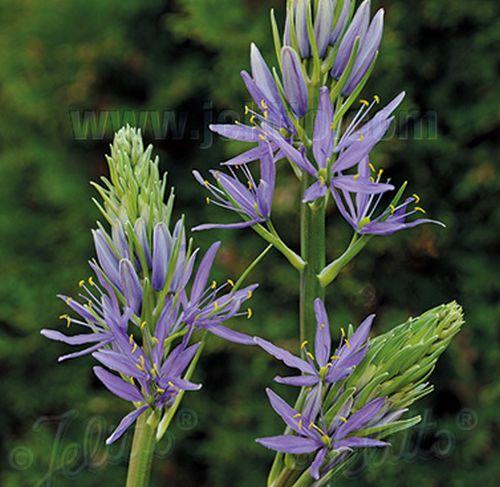 Camassia leichtlinii 'Caerulea'